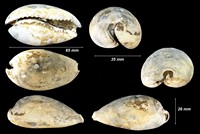 Siphocypraea carolinensis